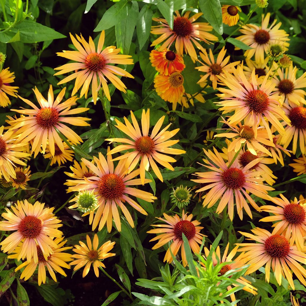 Echinacea Big Kahuna - Scheinsonnenhut