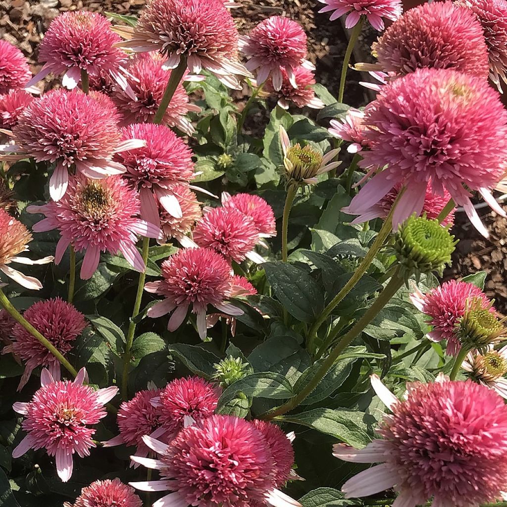 Echinacea purpurea Butterfly Kisses - Sonnenhut