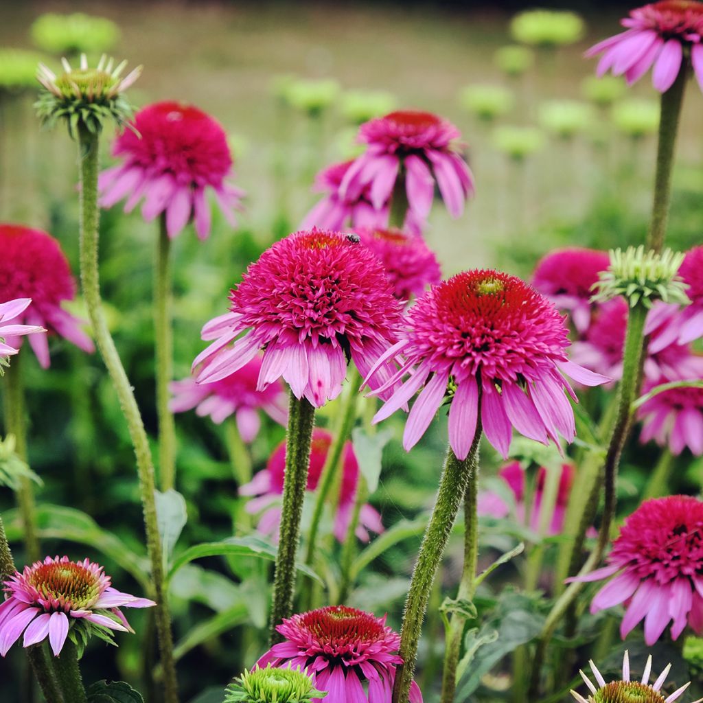 Echinacea purpurea Catharina - Sonnenhut