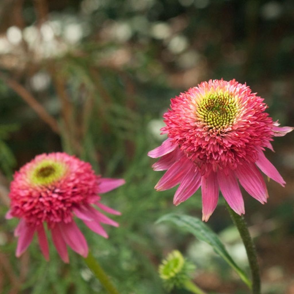 Echinacea Catharina - Echinacée