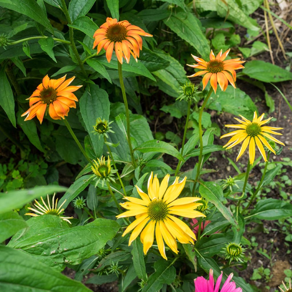 Echinacea purpurea Cheyenne Spirit - Sonnenhut