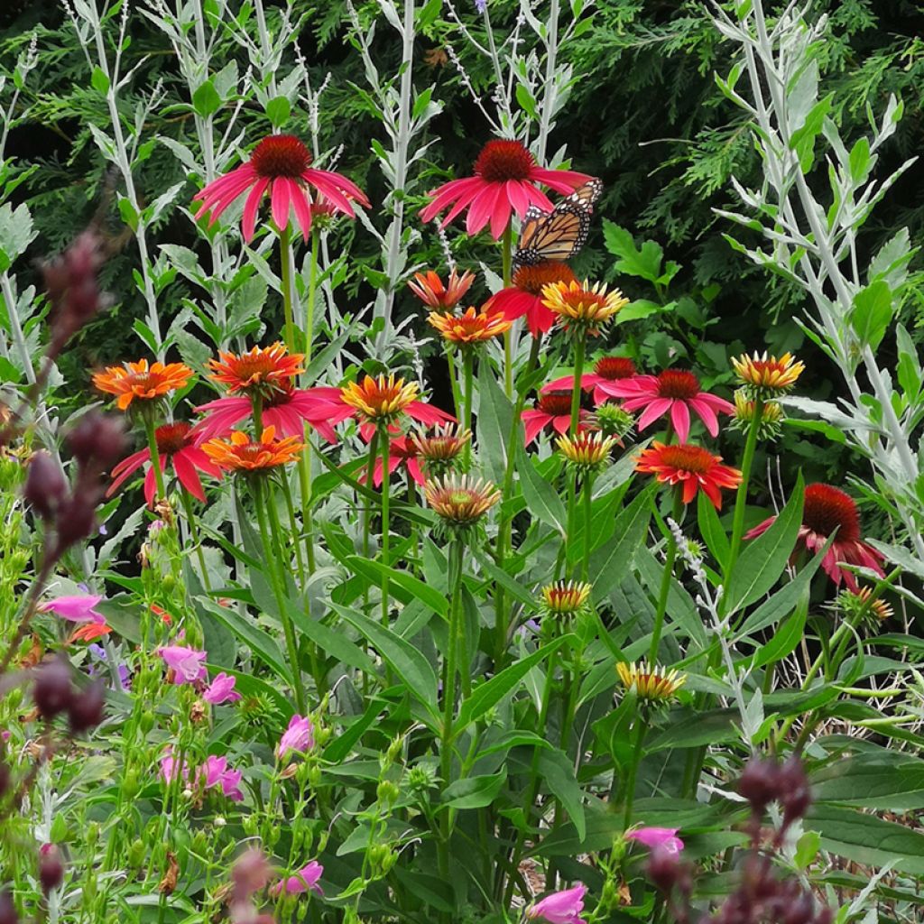 Echinacea purpurea Cheyenne Spirit - Sonnenhut