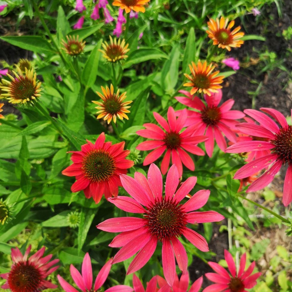 Echinacea purpurea Cheyenne Spirit - Sonnenhut