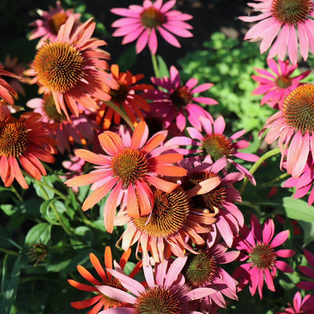 Echinacea purpurea Cheyenne Spirit - Sonnenhut