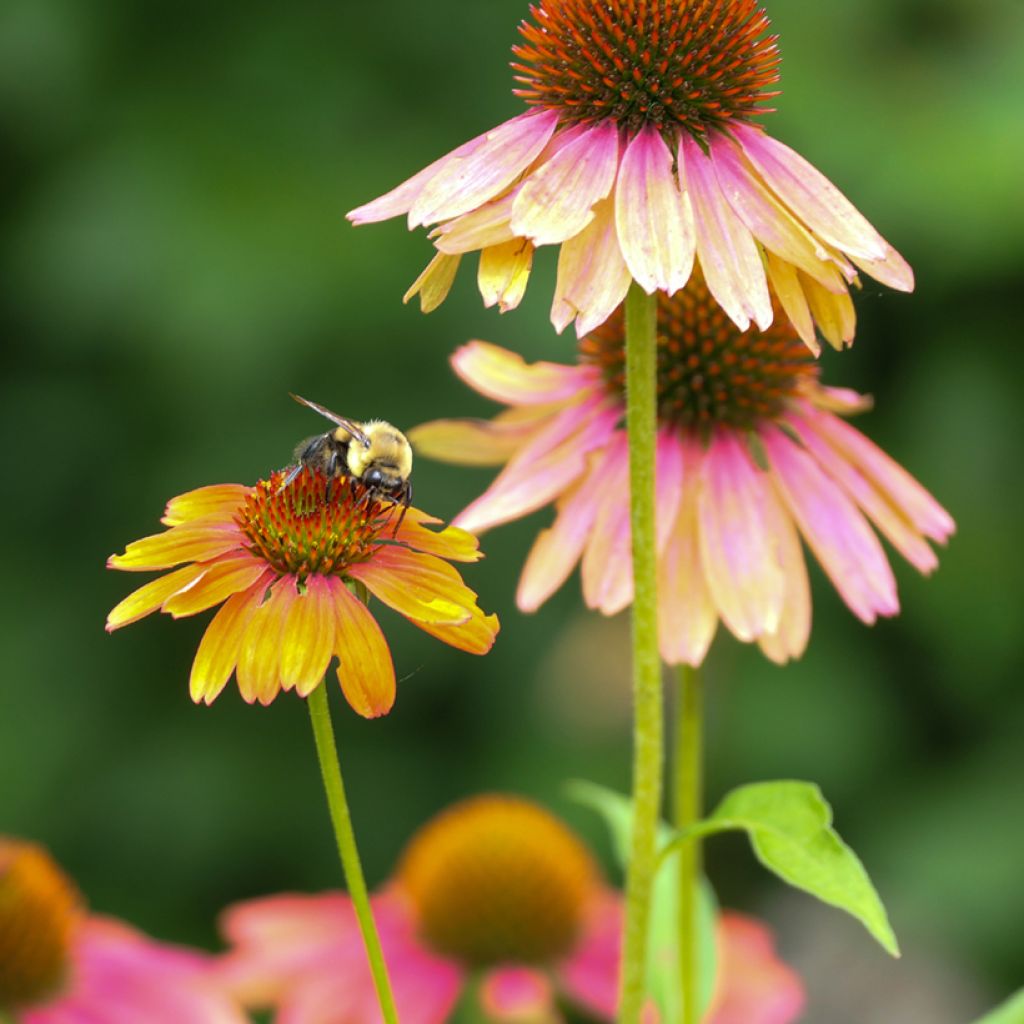 Echinacea purpurea Cheyenne Spirit - Sonnenhut