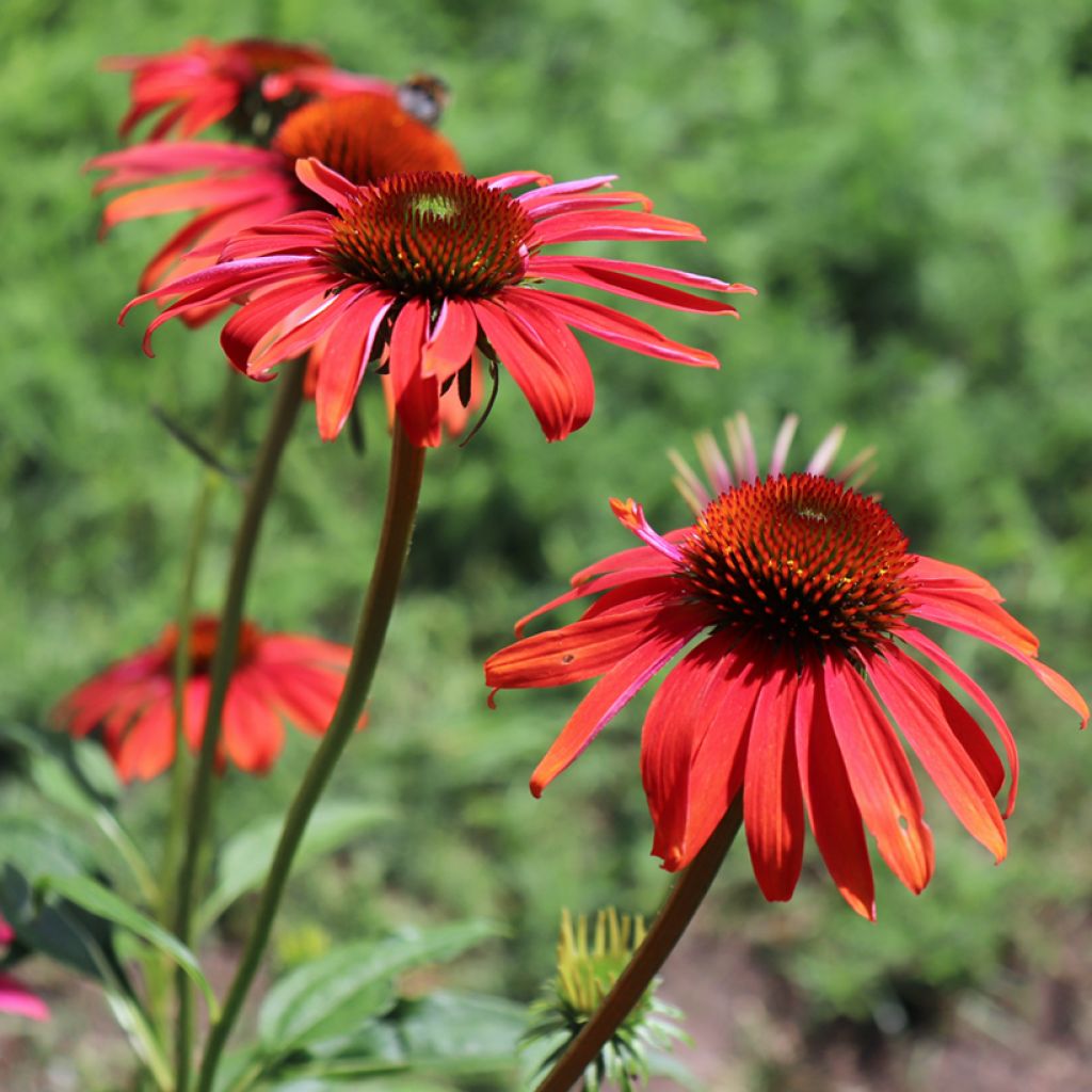 Echinacea purpurea Cheyenne Spirit - Sonnenhut