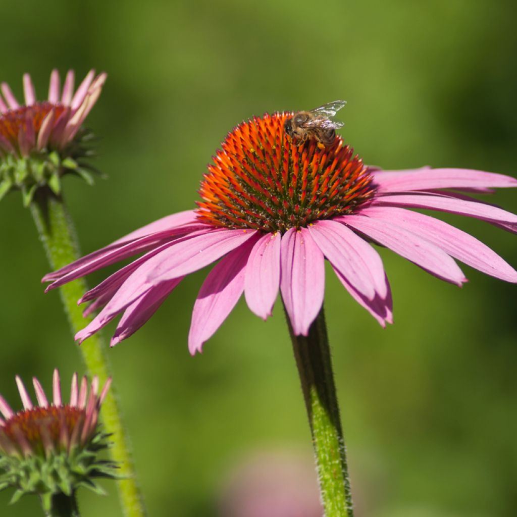 Echinacea purpurea Cheyenne Spirit - Sonnenhut