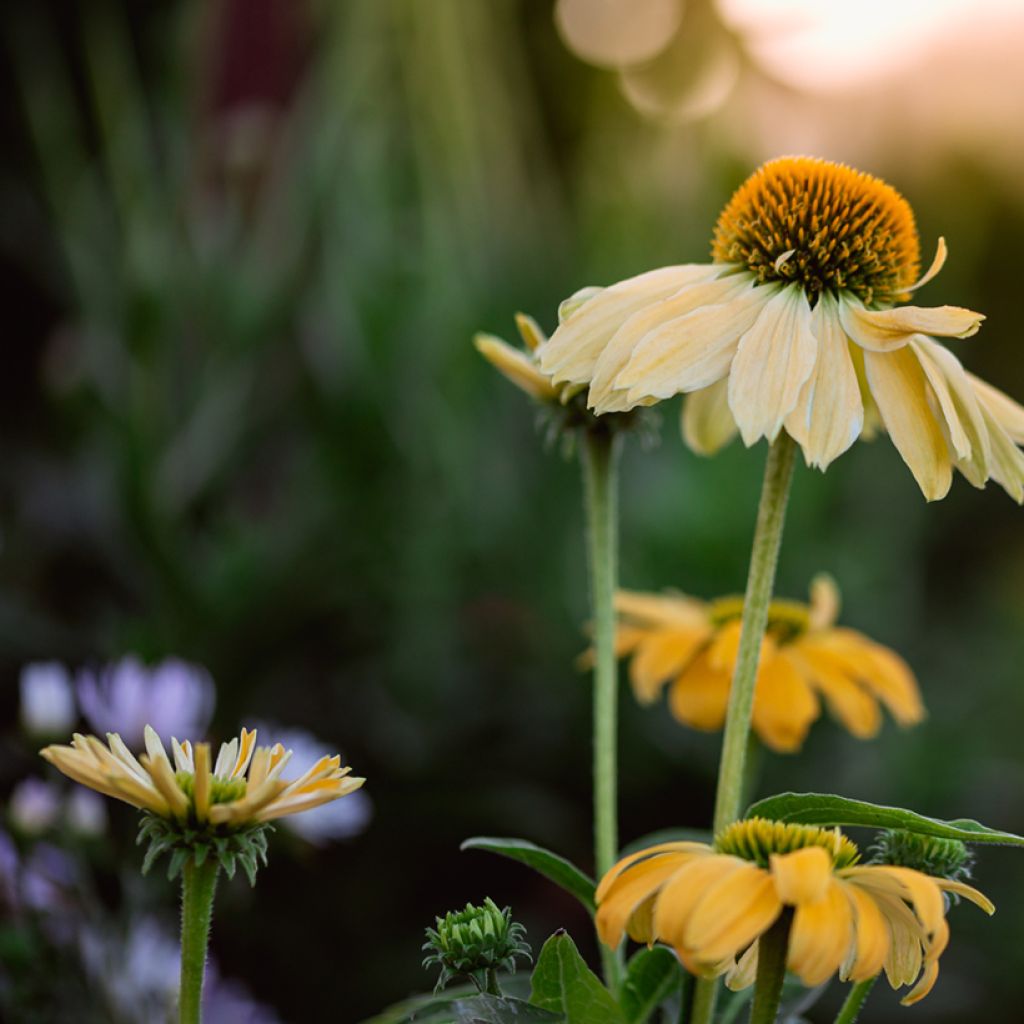 Echinacea purpurea Cheyenne Spirit - Sonnenhut