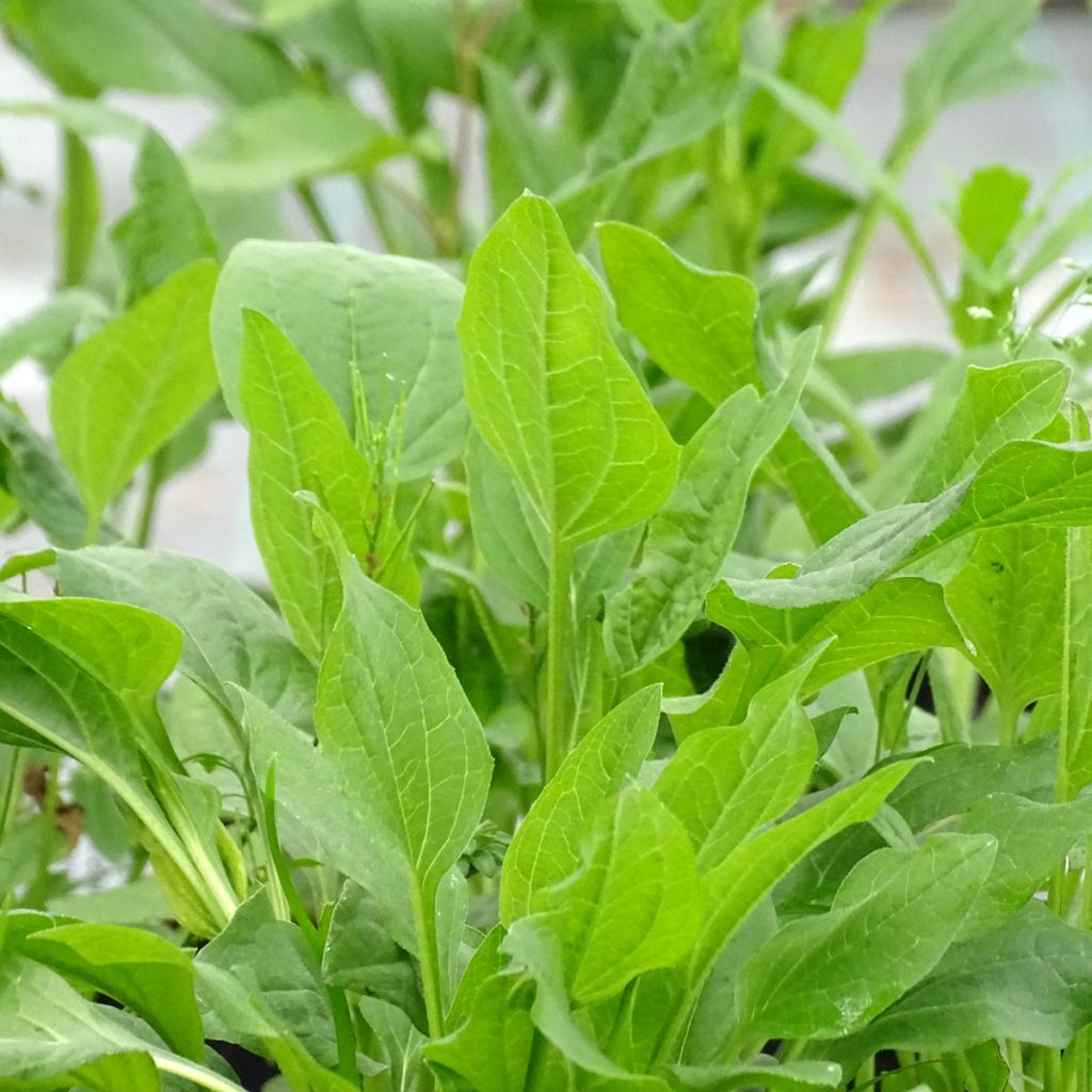 Echinacea Chiquita - Rudbeckia pourpre