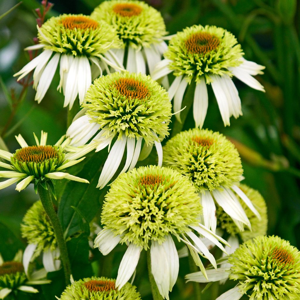 Echinacea purpurea Coconut Lime - Sonnenhut