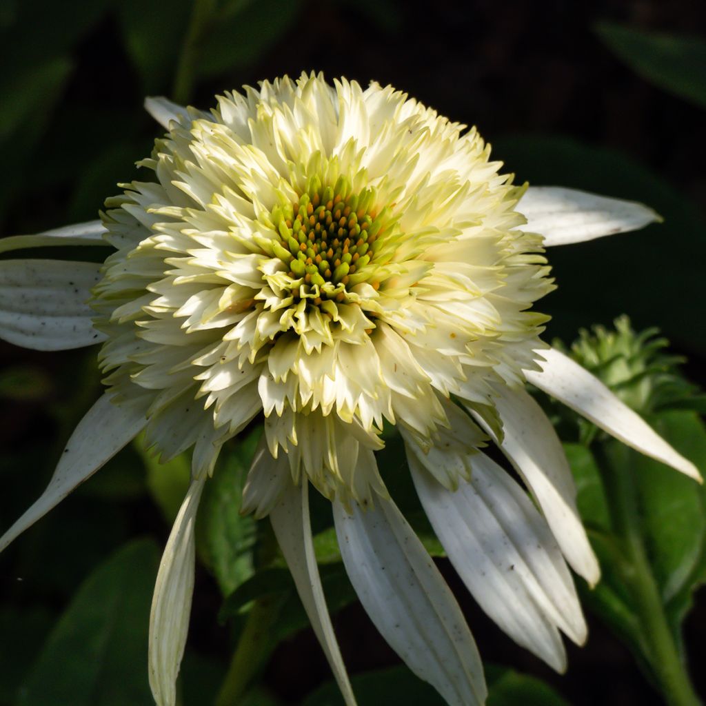 Echinacea purpurea Coconut Lime - Sonnenhut