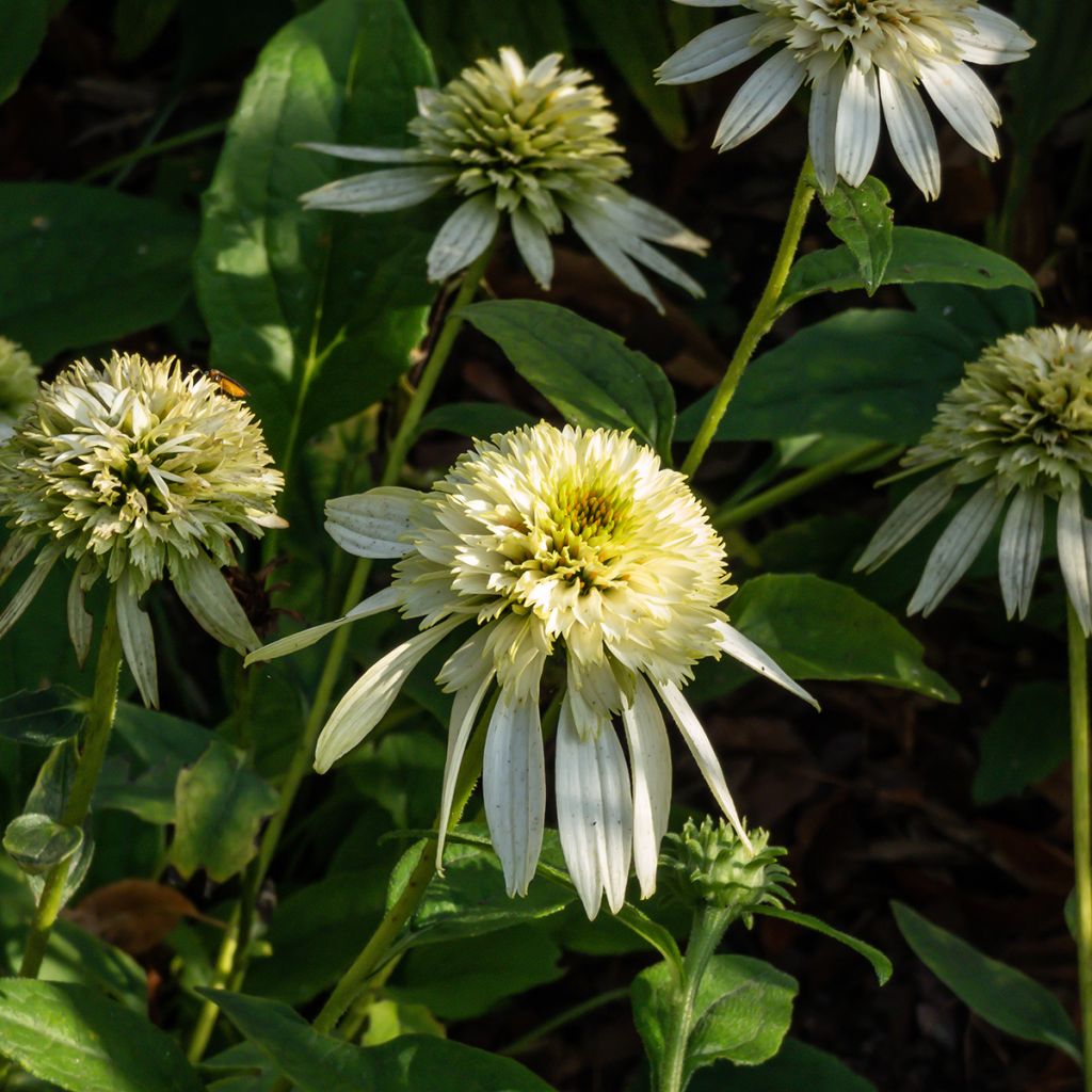 Echinacea purpurea Coconut Lime - Sonnenhut