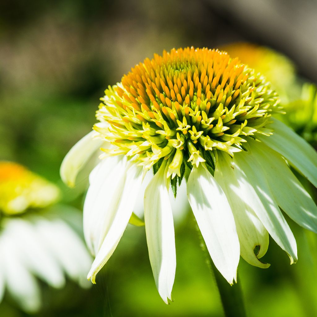 Echinacea purpurea Coconut Lime - Sonnenhut