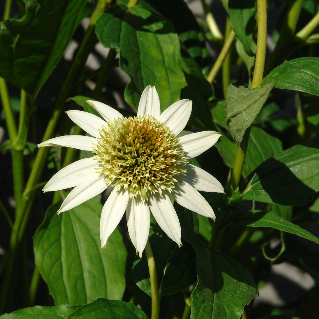 Echinacea purpurea Coconut Lime - Sonnenhut