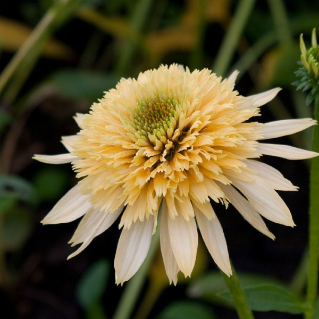 Echinacea purpurea Coupe Soleil - Sonnenhut