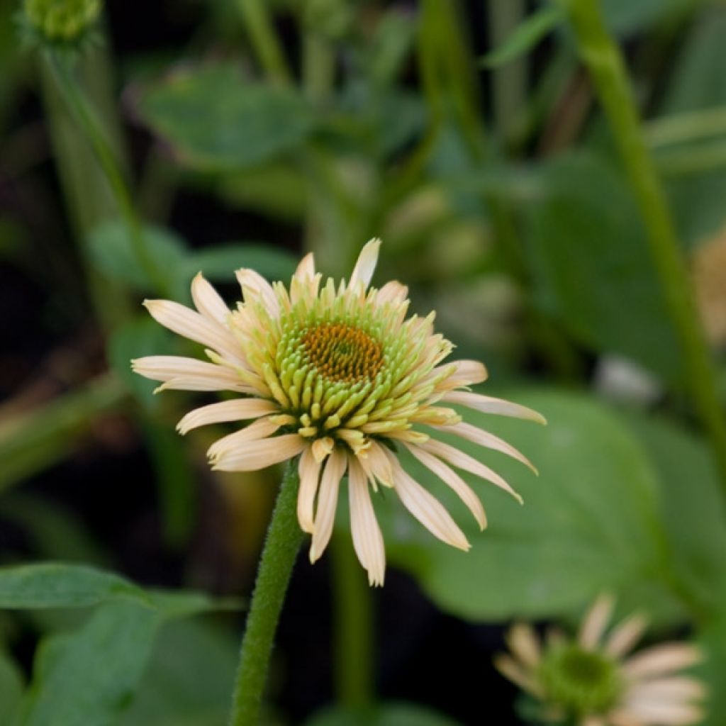 Echinacea Coupe Soleil - Rudbeckia pourpre