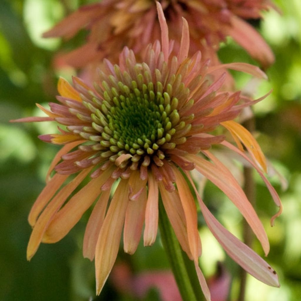 Echinacea purpurea Cranberry Cupcake - Sonnenhut