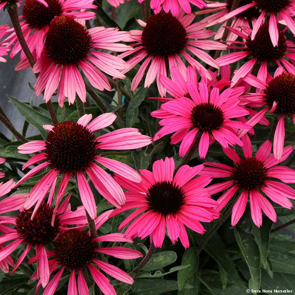 Echinacea Dark Shadows Wicked - Scheinsonnenhut