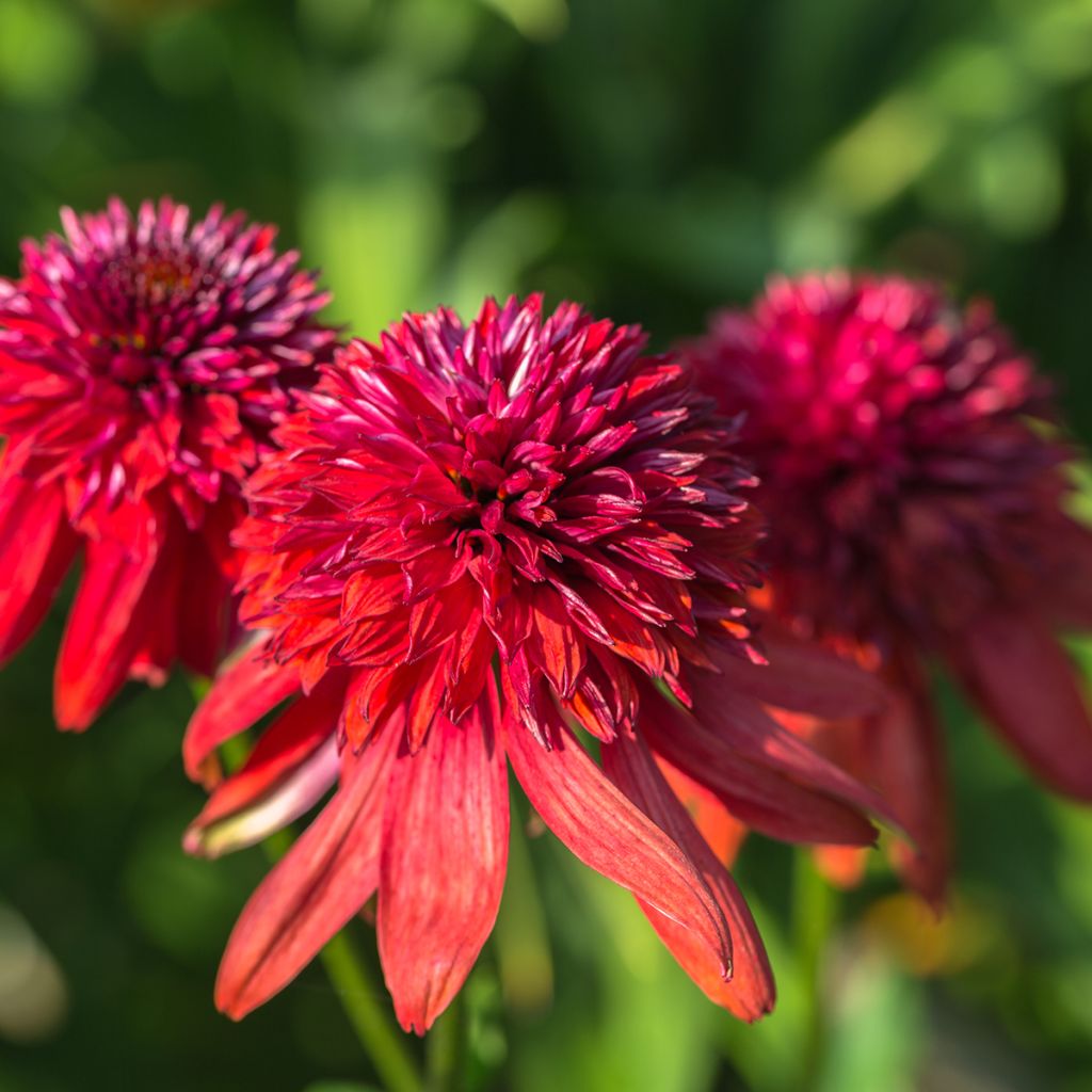 Echinacea purpurea Eccentric - Sonnenhut