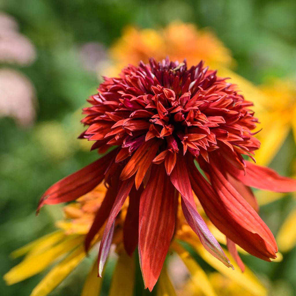 Echinacea purpurea Eccentric - Sonnenhut