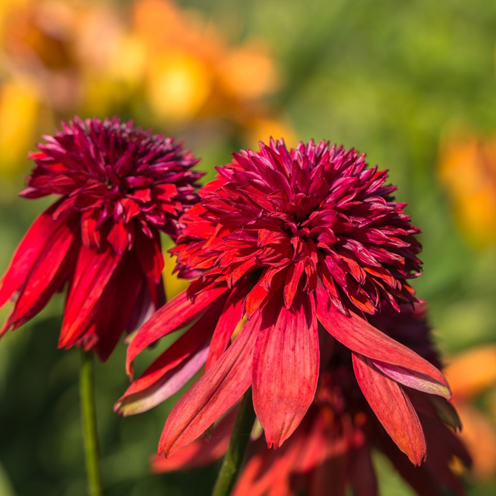 Echinacea purpurea Eccentric - Sonnenhut