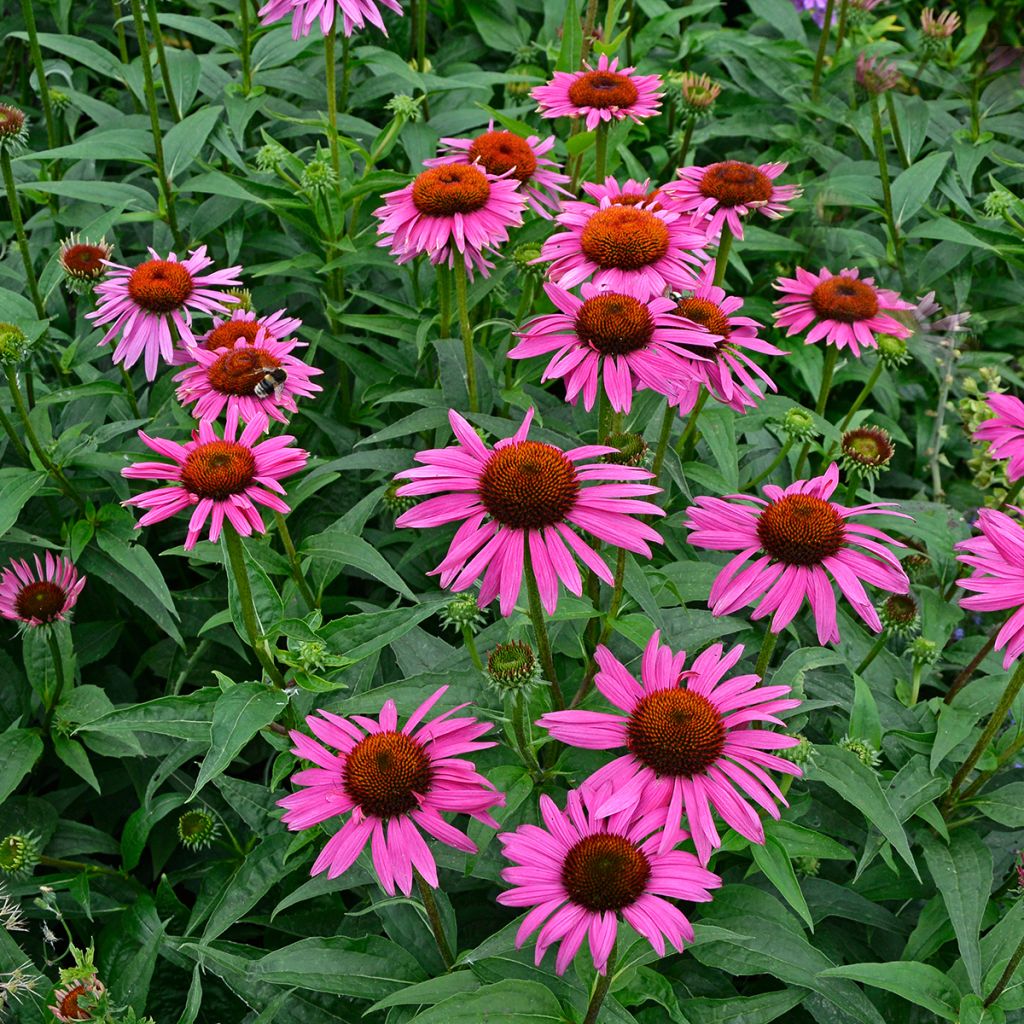 Echinacea purpurea Fatal Attraction - Sonnenhut