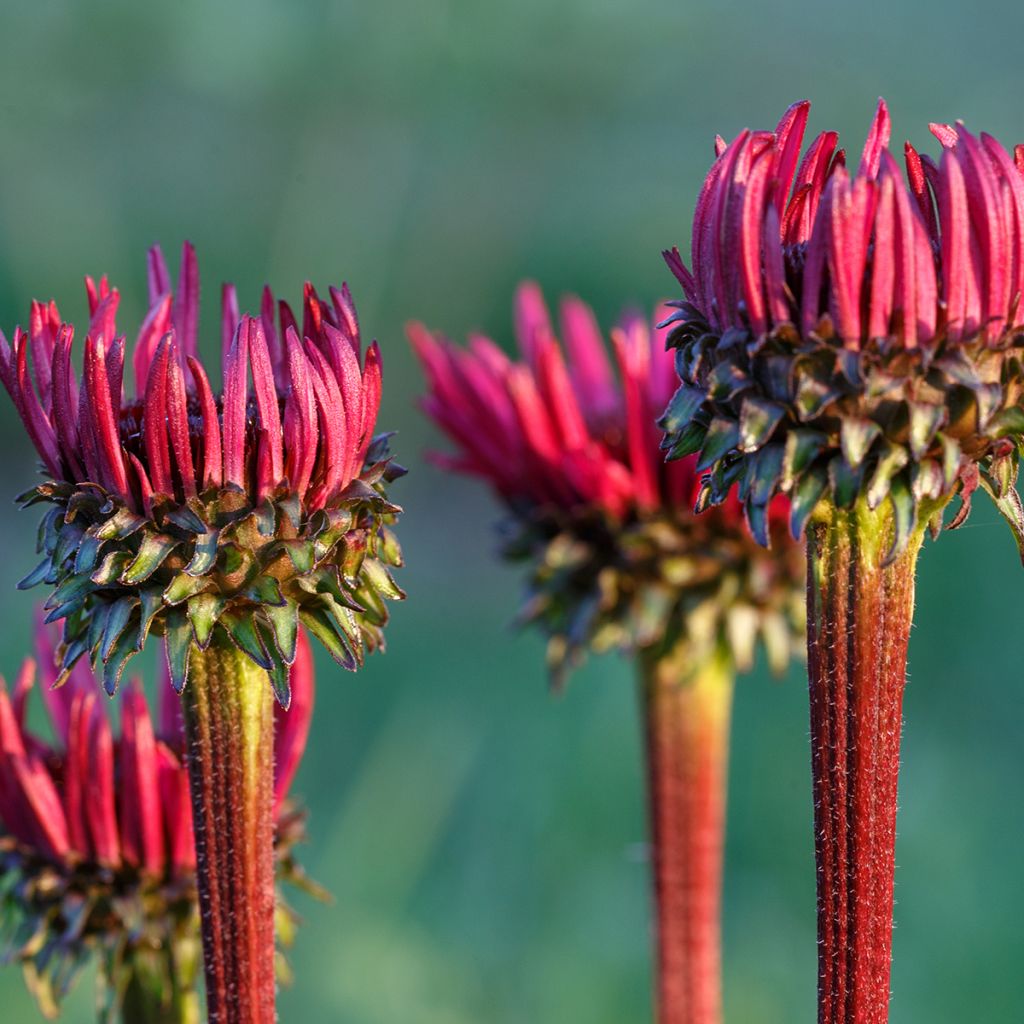 Echinacea purpurea Fatal Attraction - Sonnenhut