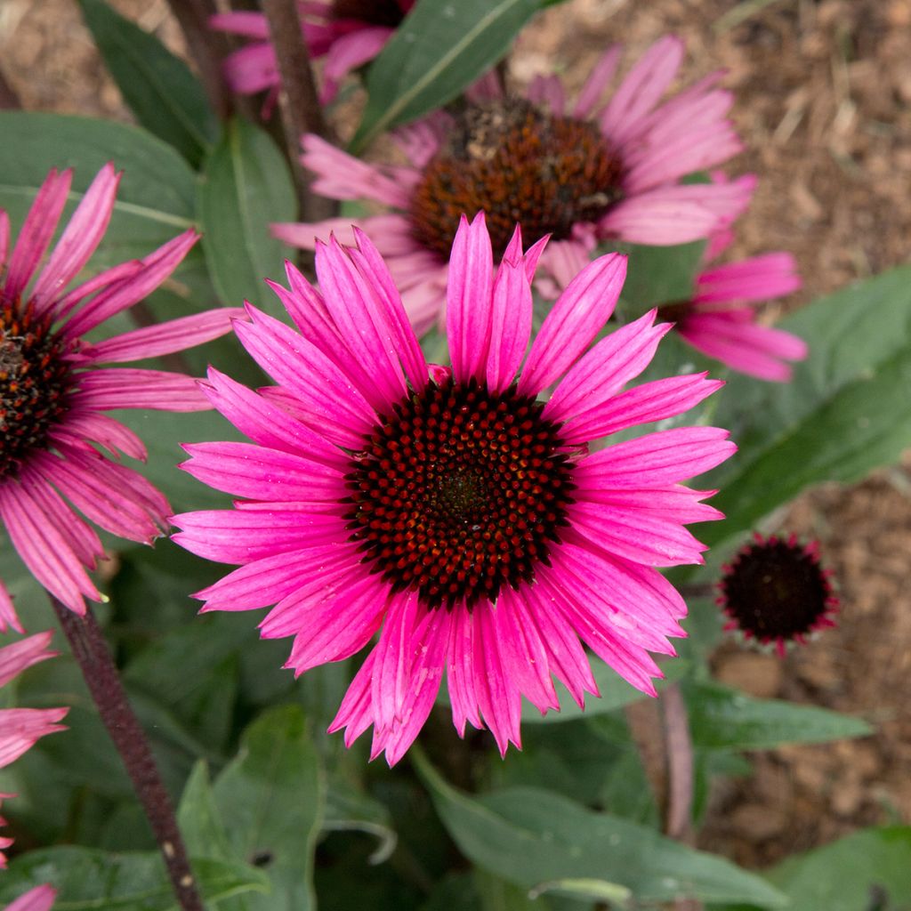 Echinacea purpurea Fatal Attraction - Sonnenhut