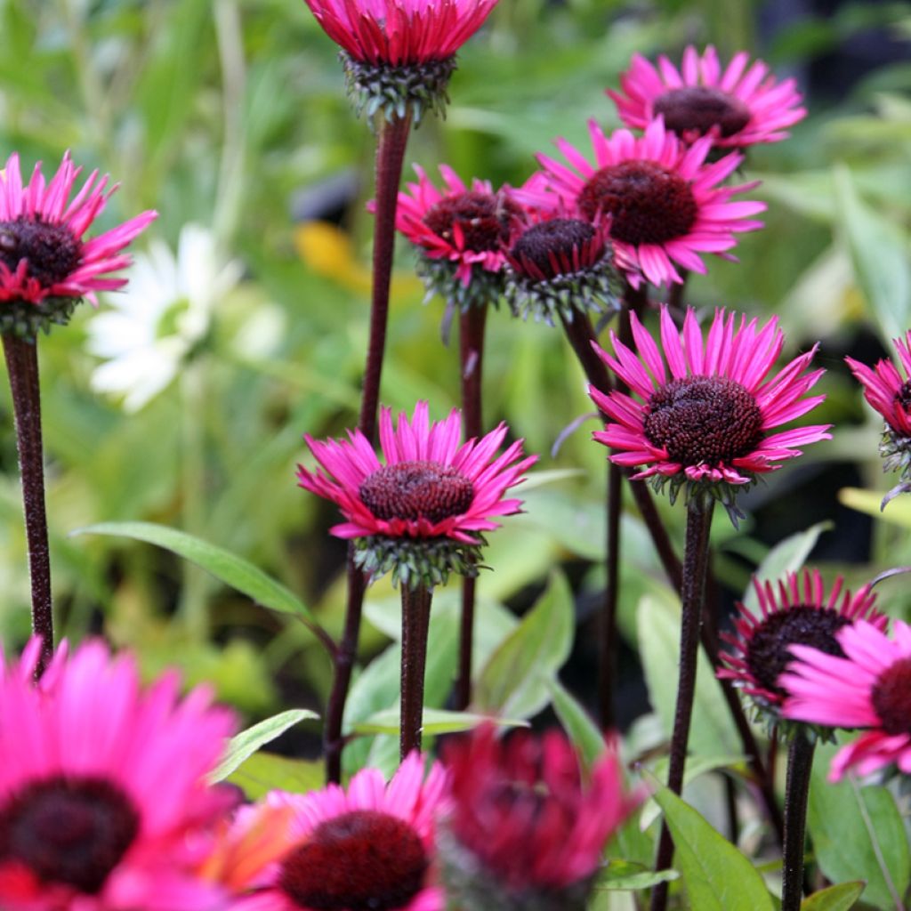 Echinacea purpurea Fatal Attraction - Sonnenhut