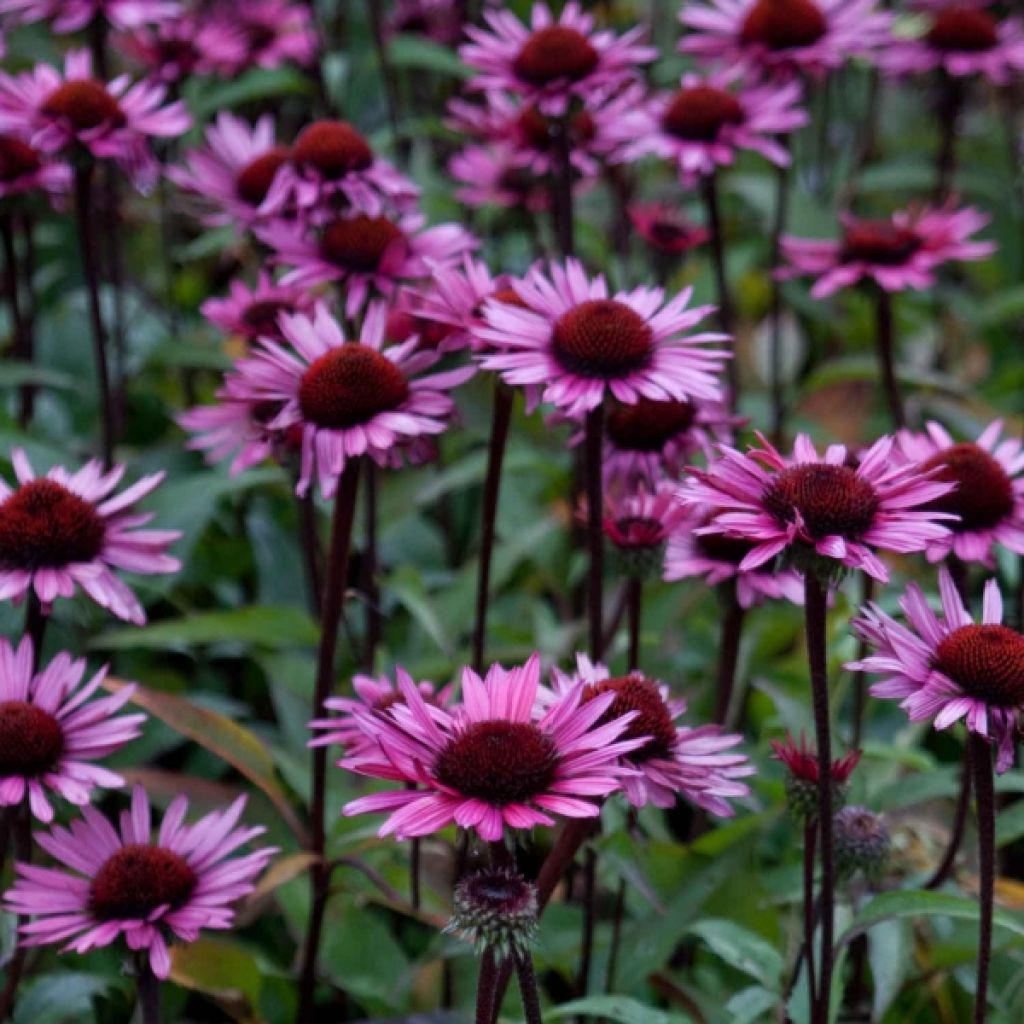 Echinacea purpurea Fatal Attraction - Sonnenhut