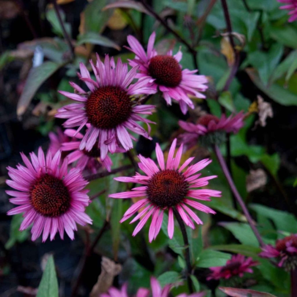 Echinacea purpurea Fatal Attraction - Sonnenhut