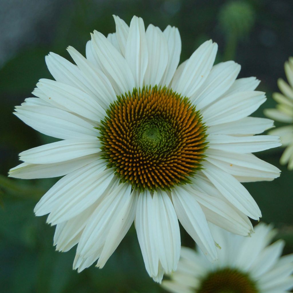 Echinacea purpurea Fragrant Angel - Sonnenhut