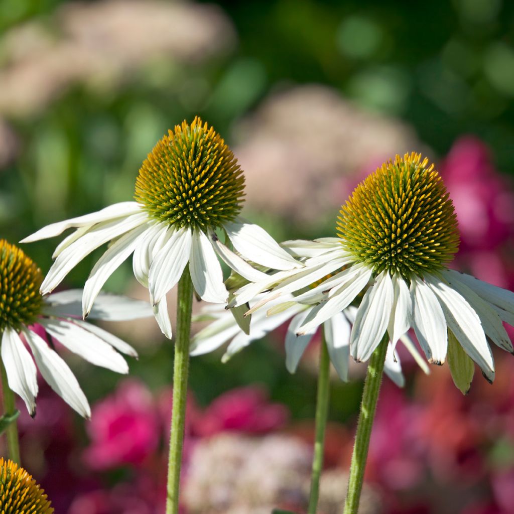 Echinacea purpurea Fragrant Angel - Sonnenhut