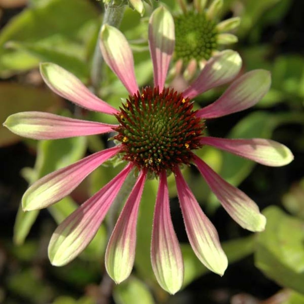 Echinacea purpurea Green Envy - Sonnenhut