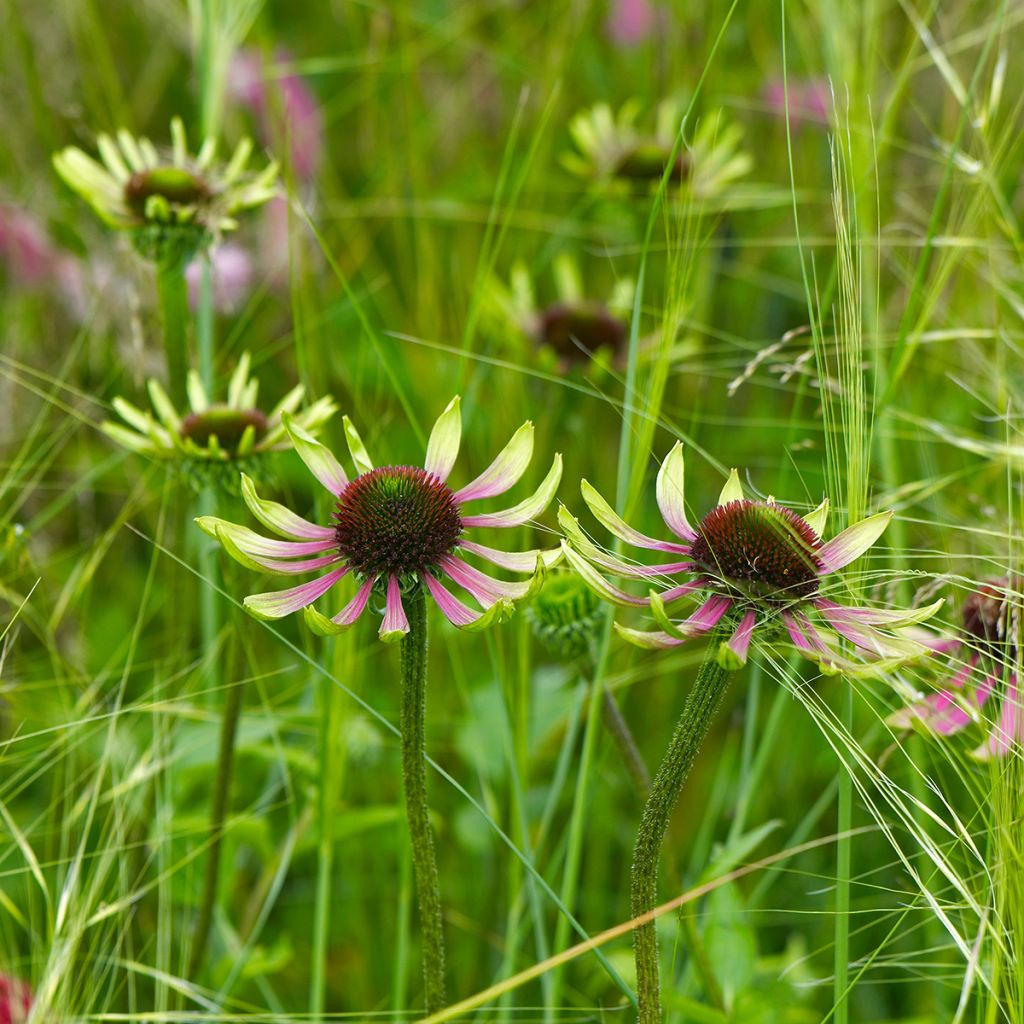 Echinacea purpurea Green Envy - Sonnenhut