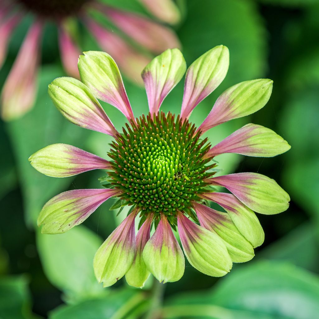 Echinacea purpurea Green Envy - Sonnenhut