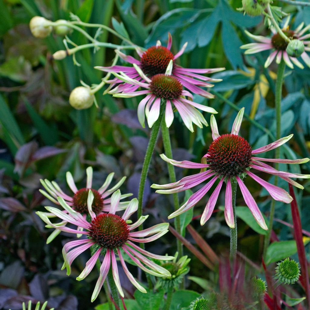 Echinacea purpurea Green Envy - Sonnenhut