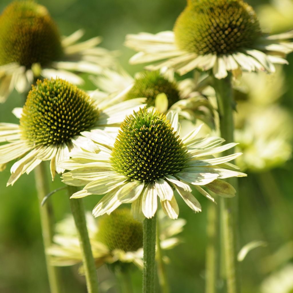 Echinacea purpurea Green Jewel - Sonnenhut