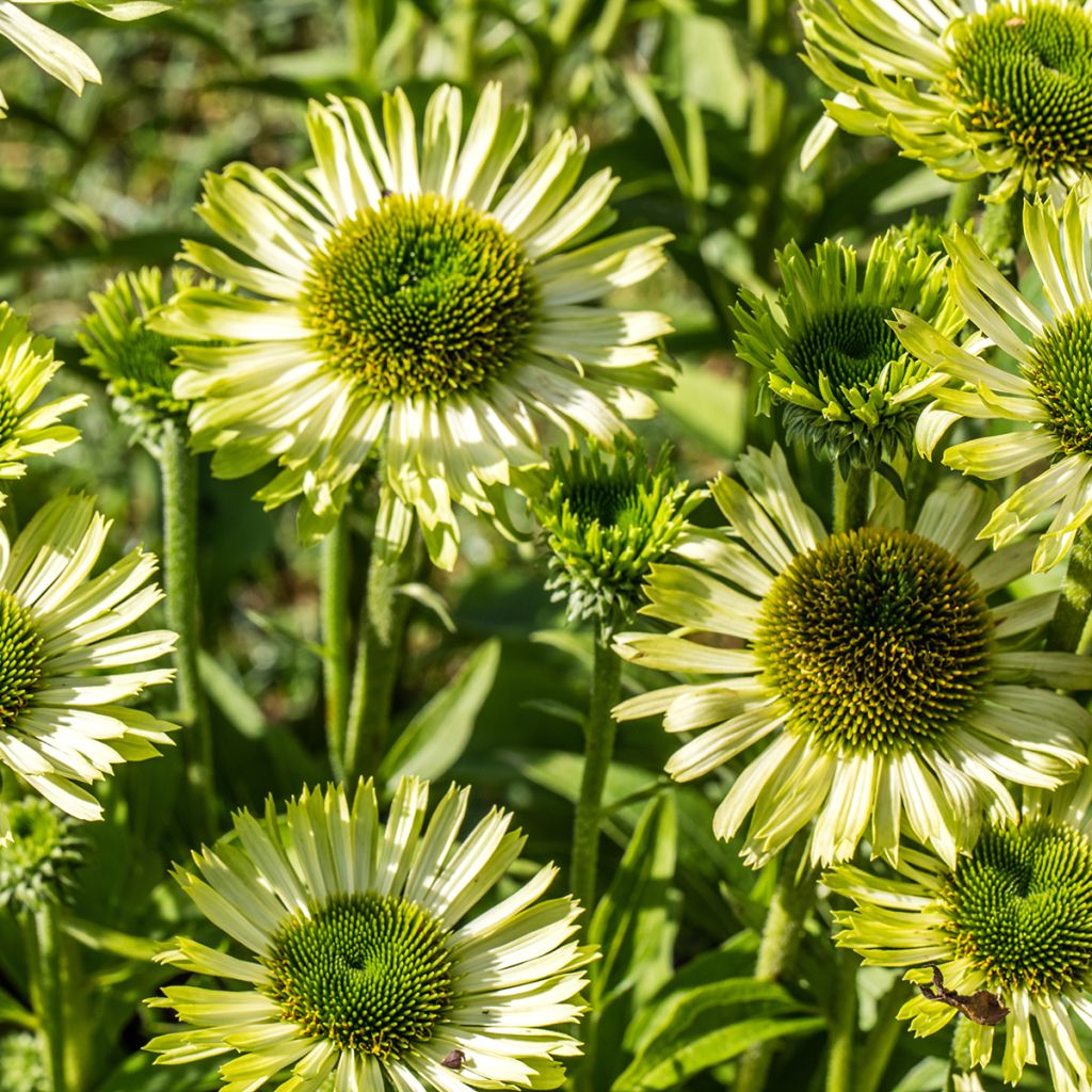 Echinacea purpurea Green Jewel - Sonnenhut