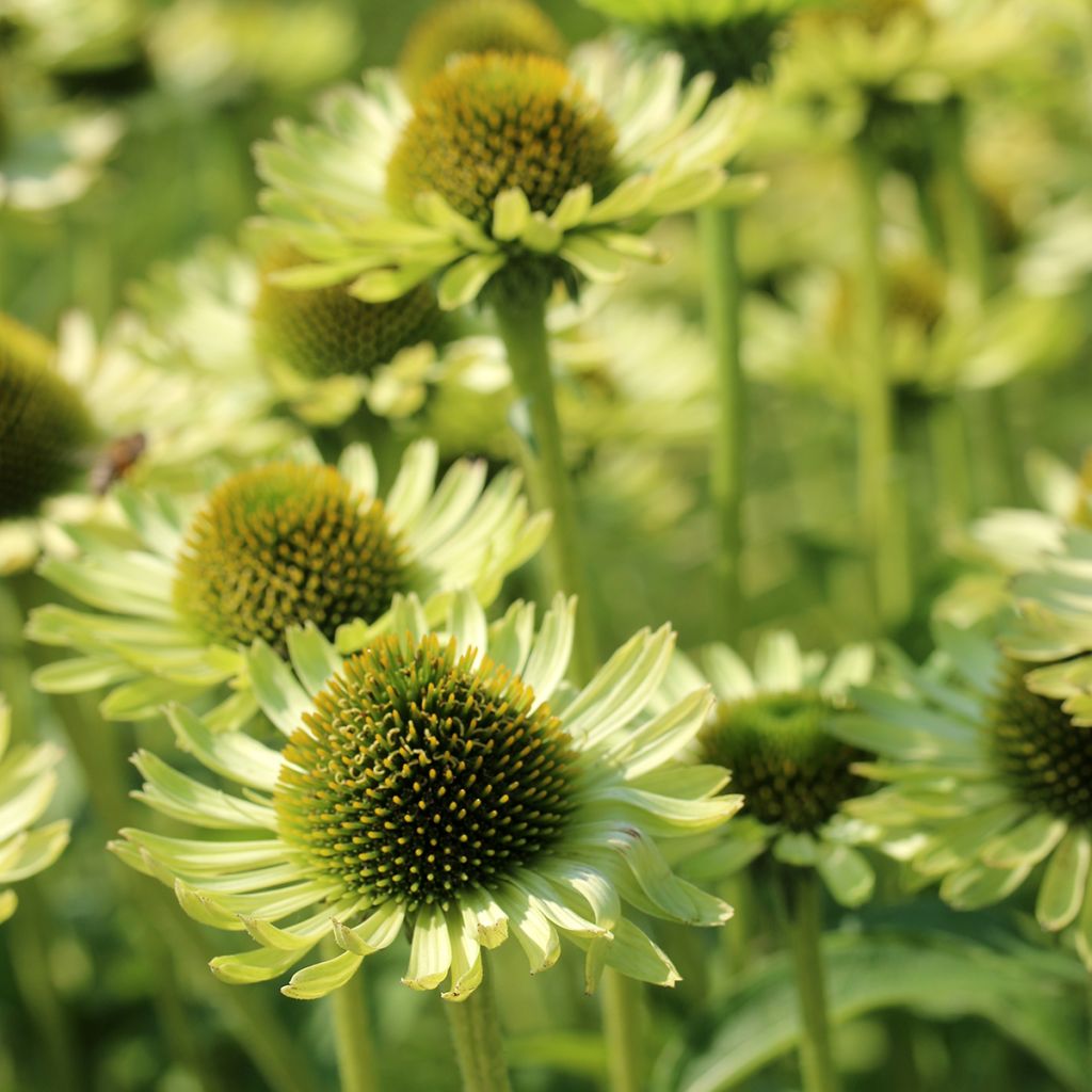 Echinacea purpurea Green Jewel - Sonnenhut