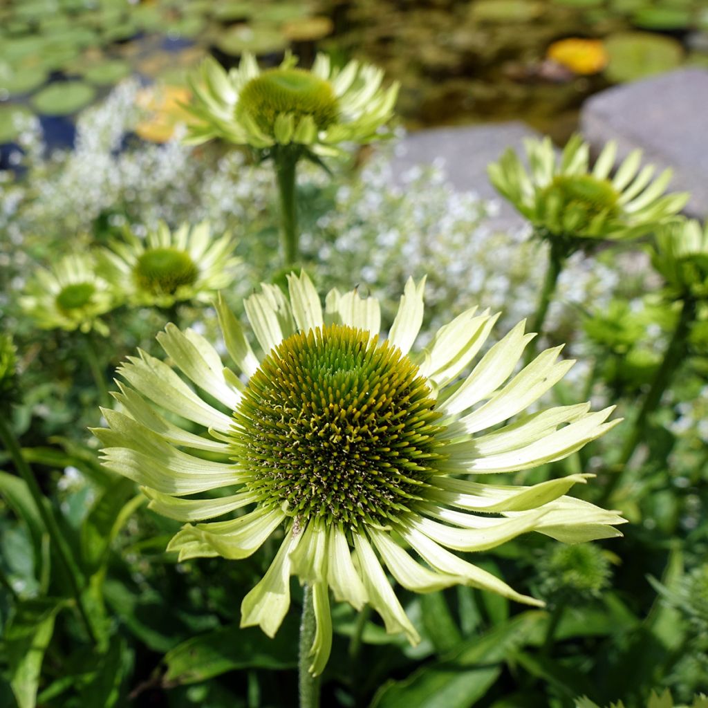 Echinacea purpurea Green Jewel - Sonnenhut