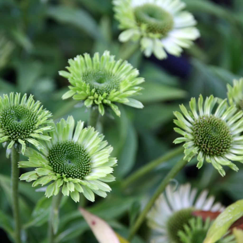 Echinacea purpurea Green Jewel - Sonnenhut