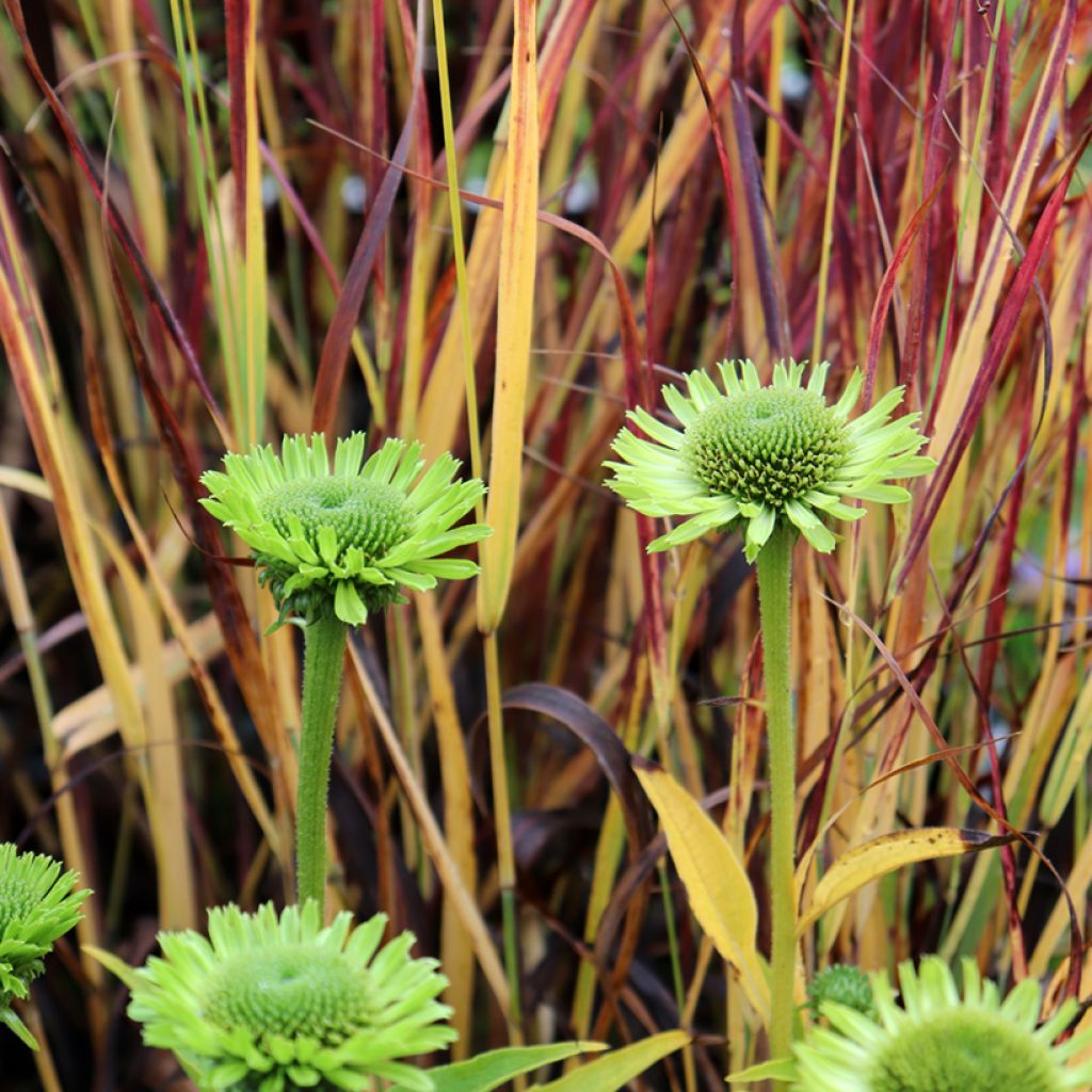 Echinacea purpurea Green Jewel - Sonnenhut