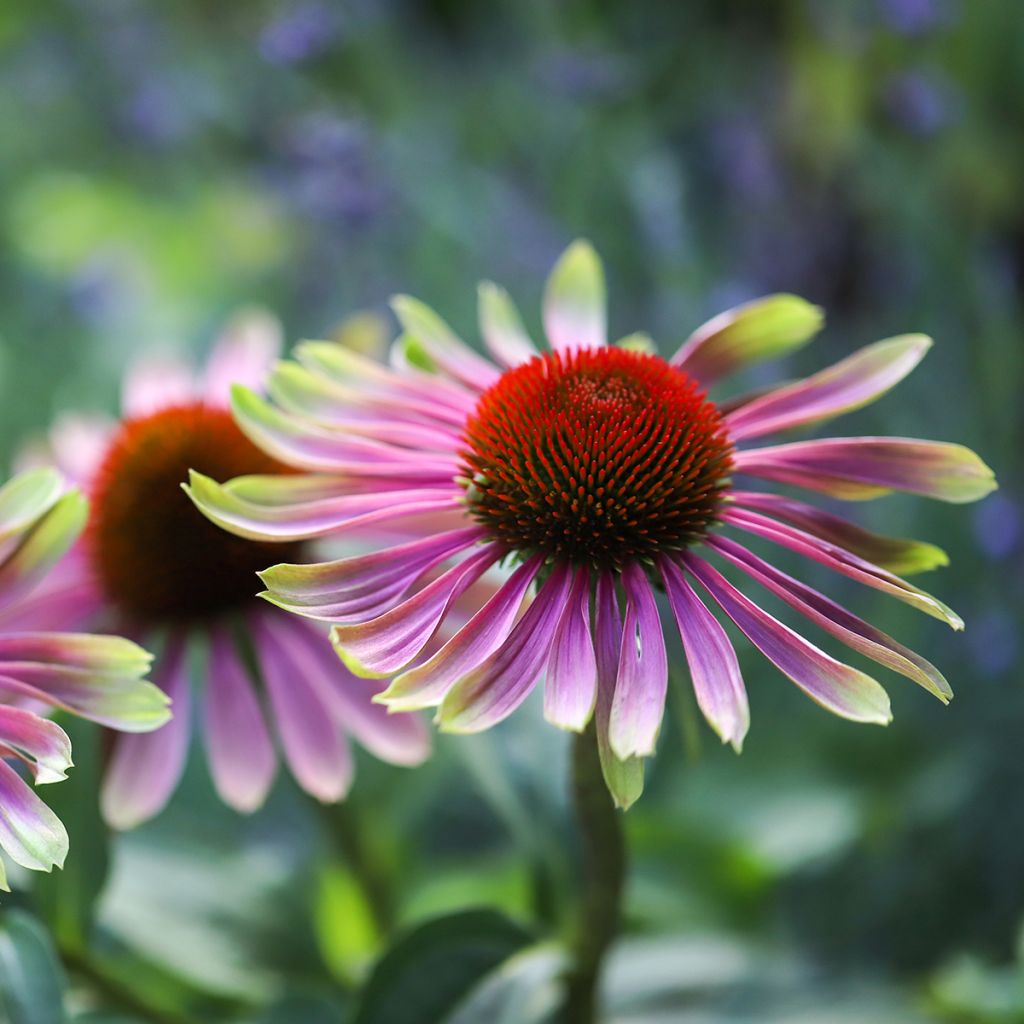 Echinacea purpurea Green Twister - Sonnenhut