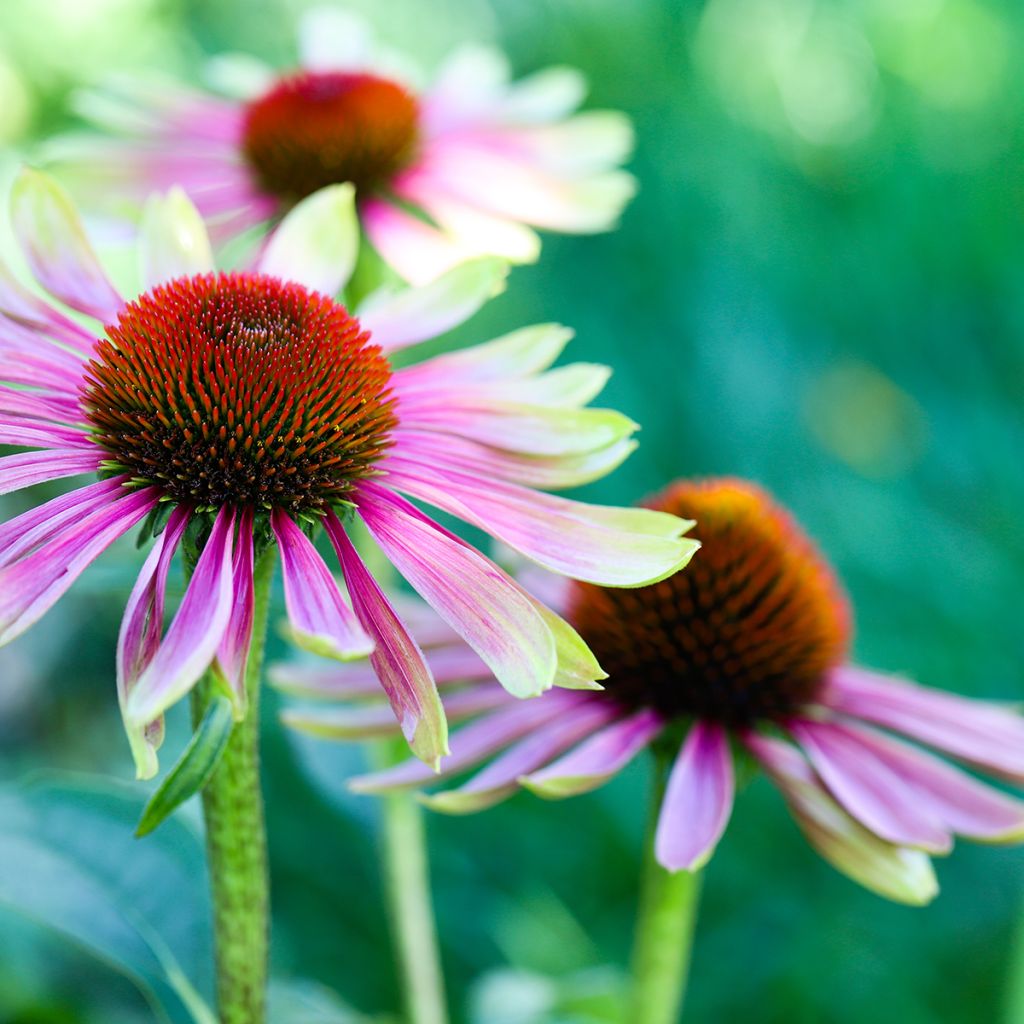 Echinacea purpurea Green Twister - Sonnenhut