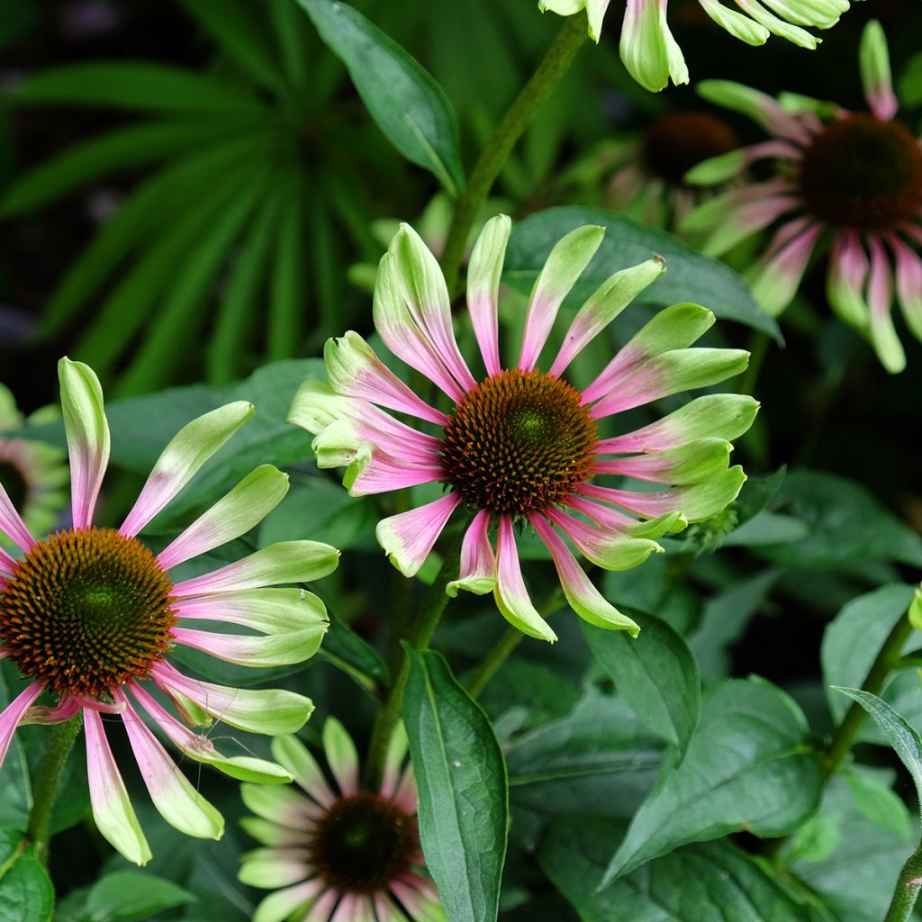 Echinacea purpurea Green Twister - Sonnenhut