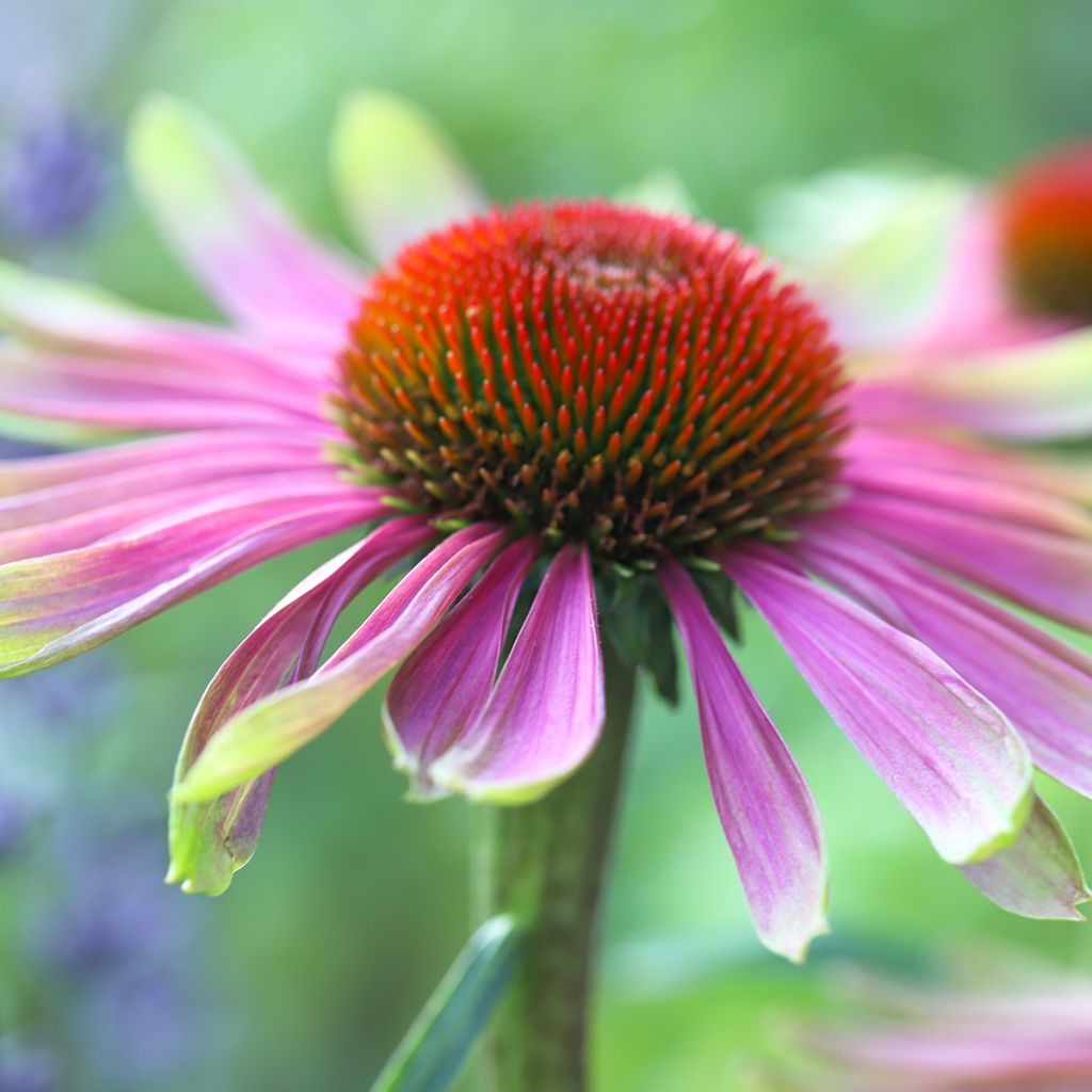 Echinacea purpurea Green Twister - Sonnenhut