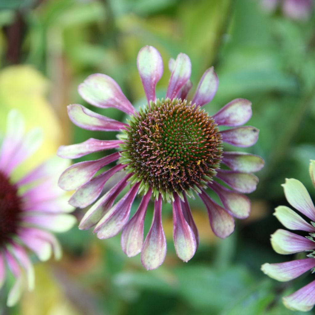 Echinacea purpurea Green Twister - Sonnenhut