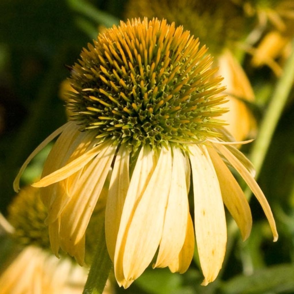 Echinacea purpurea Harvest Moon - Sonnenhut