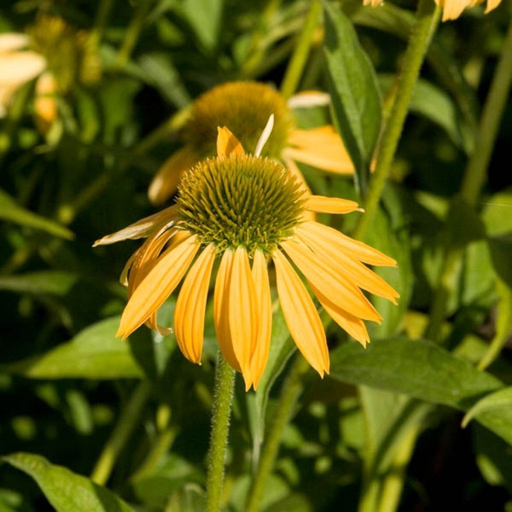 Echinacea purpurea Harvest Moon - Sonnenhut